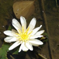 Nymphaea pubescens Willd.